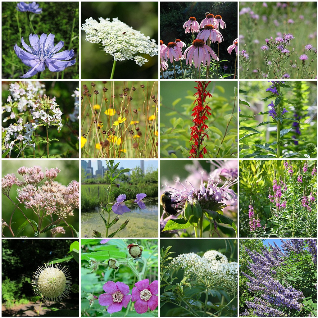 16+ Comely Plants To Plant In July Inspiratif Design