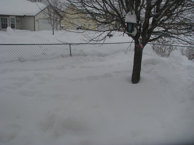 Living Creatively: Record Snow Falls!