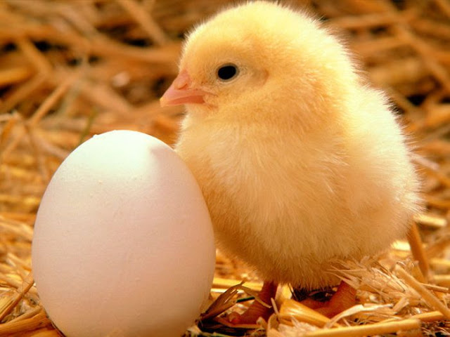 Lebih Dulu Ayam Ataukah Telur? Begini Penjelasan Dari Al Qur’an