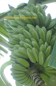 Anim Agro Technology: PISANG NIPAH