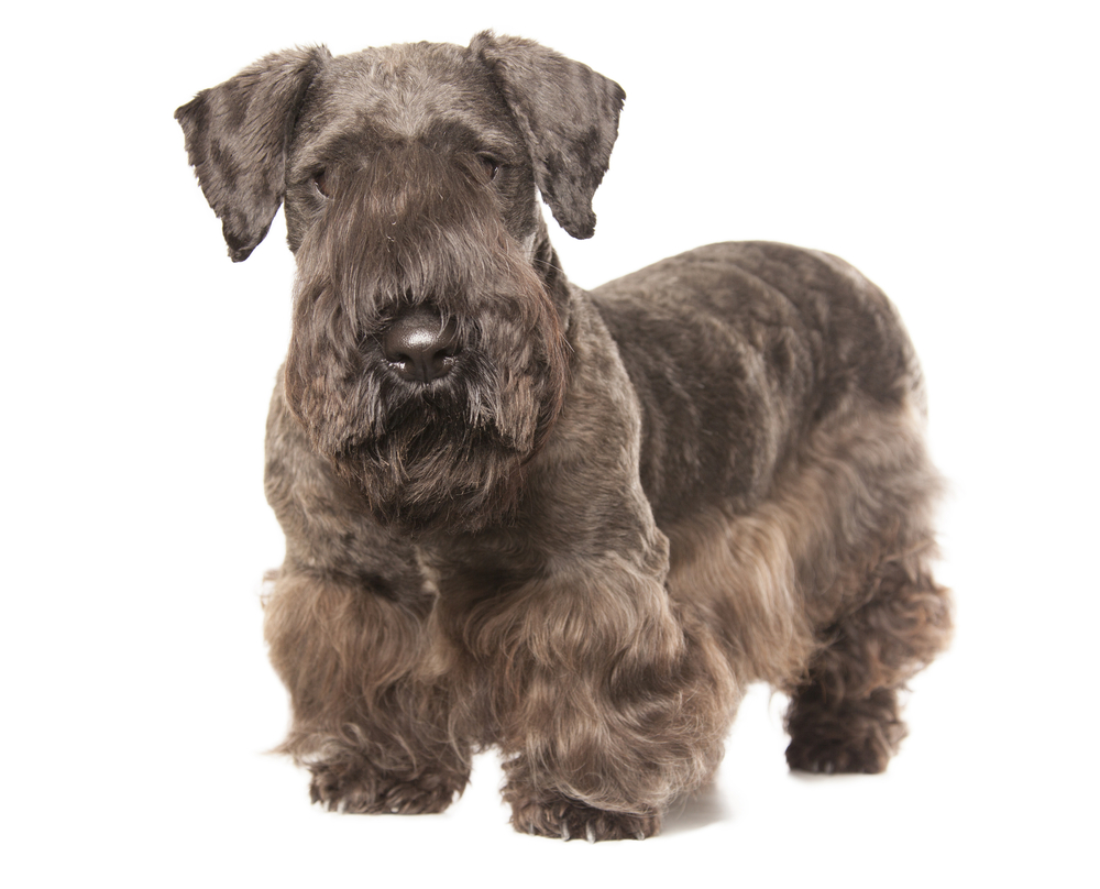 Small Agility Dog Breeds Small Agility Dog Breeds