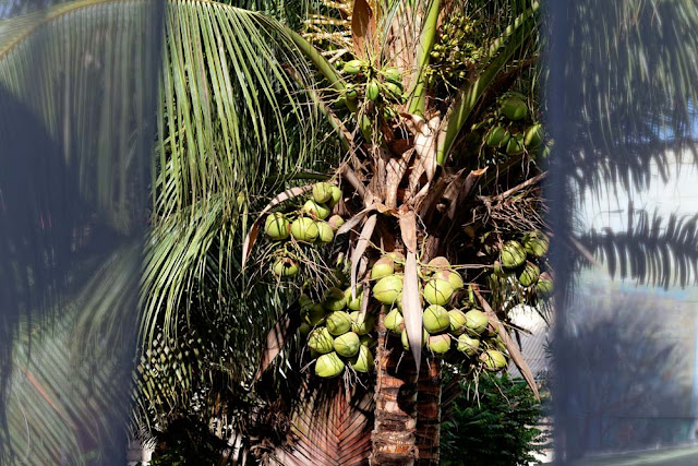 photographie de cocotier