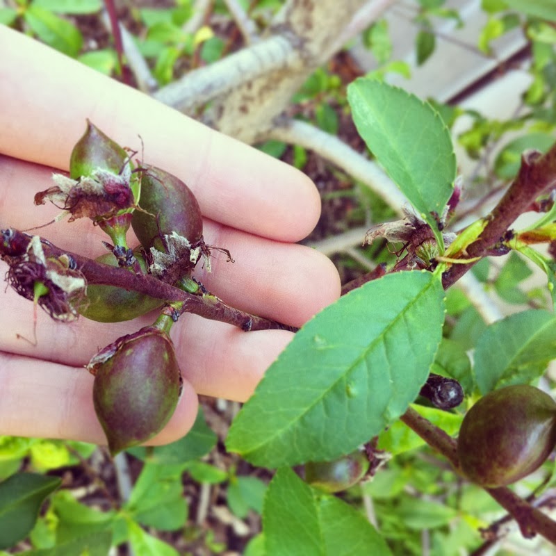 Urban Veggies and more Growing nectarine trees in Perth
