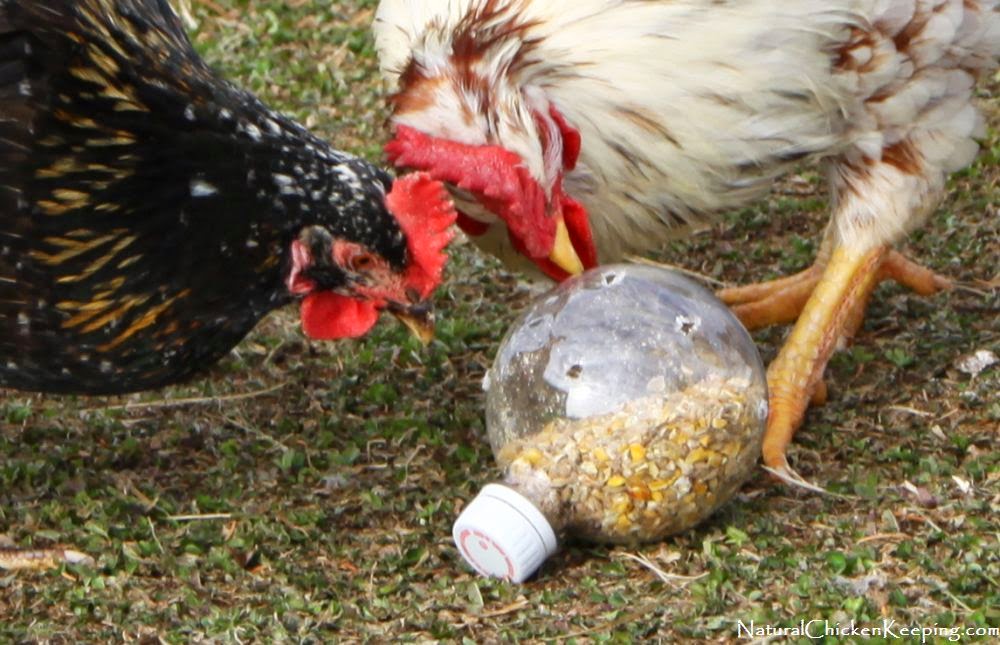 http://naturalchickenkeeping.blogspot.com/2013/12/cheep-n-easy-diy-chicken-boredom-buster.html