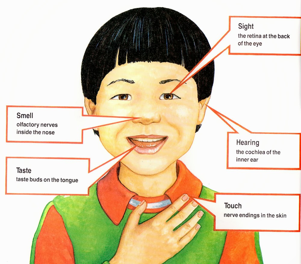 what-are-the-five-senses-the-human-body-for-kids