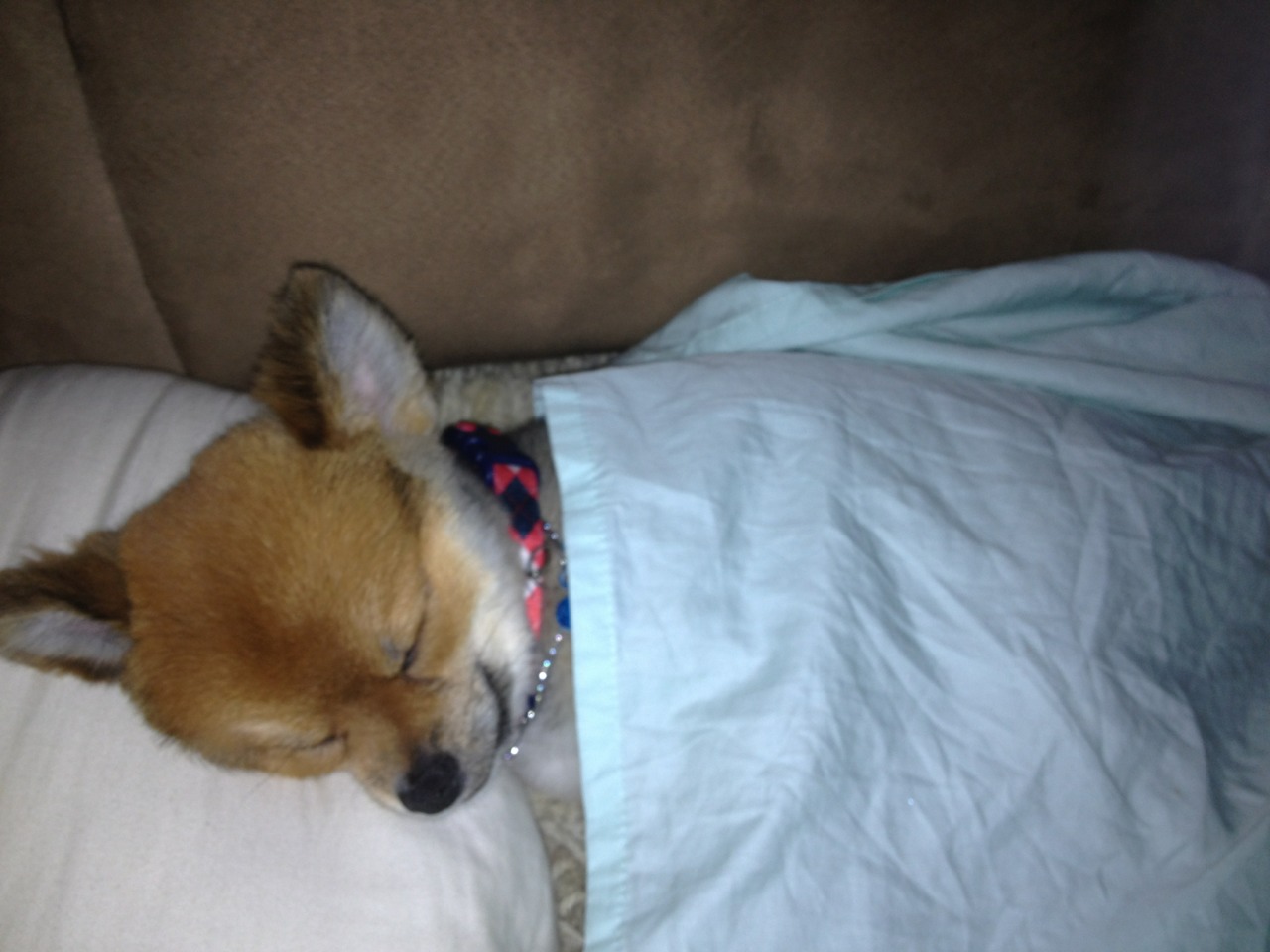 32 Cute sleeping puppies (32 pics) Amazing Creatures