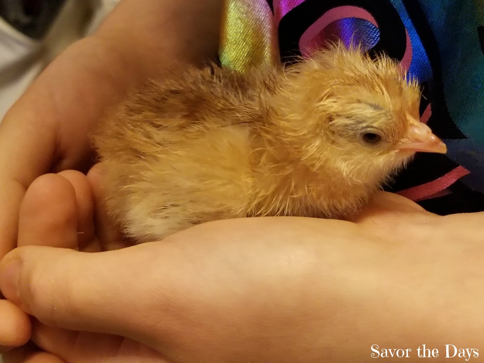 Savor The Days More Baby Chick Pictures (because they are just too cute!)
