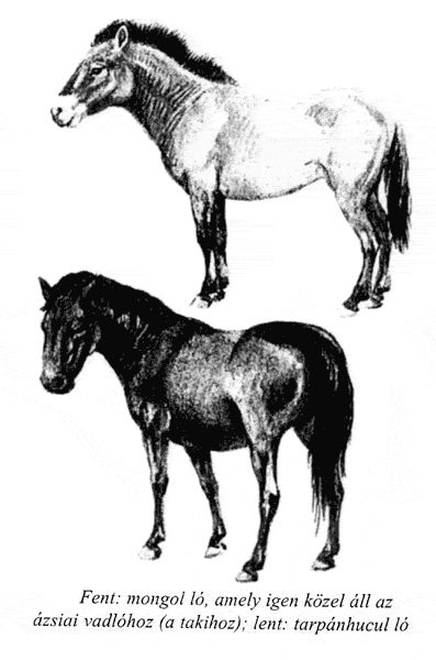 A MAGYAROK TUDÁSA: Az ősmagyarok háziállatai - az íjászat