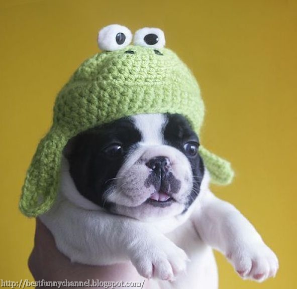 Funny puppy in a green cap