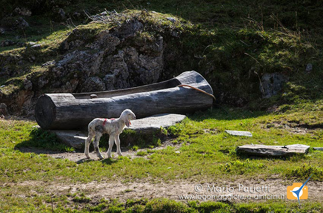Pecorella poco oltre alpe Oreto Pecorella poco oltre alpe Oreto