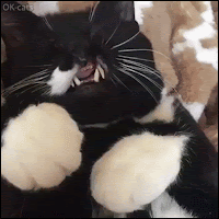 Hilarious Cat GIF • Funny sleepy Cat • Derp mode activated Target locked on nap town