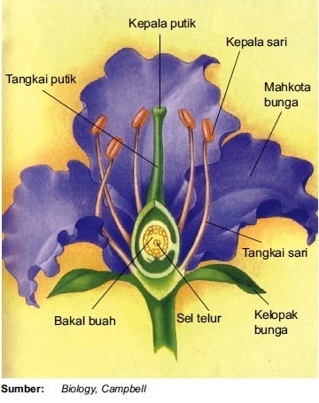 Struktur Fungsi Gambar Dan Bagian Bunga