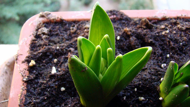 Hyacinthus spp. (Jacinto)