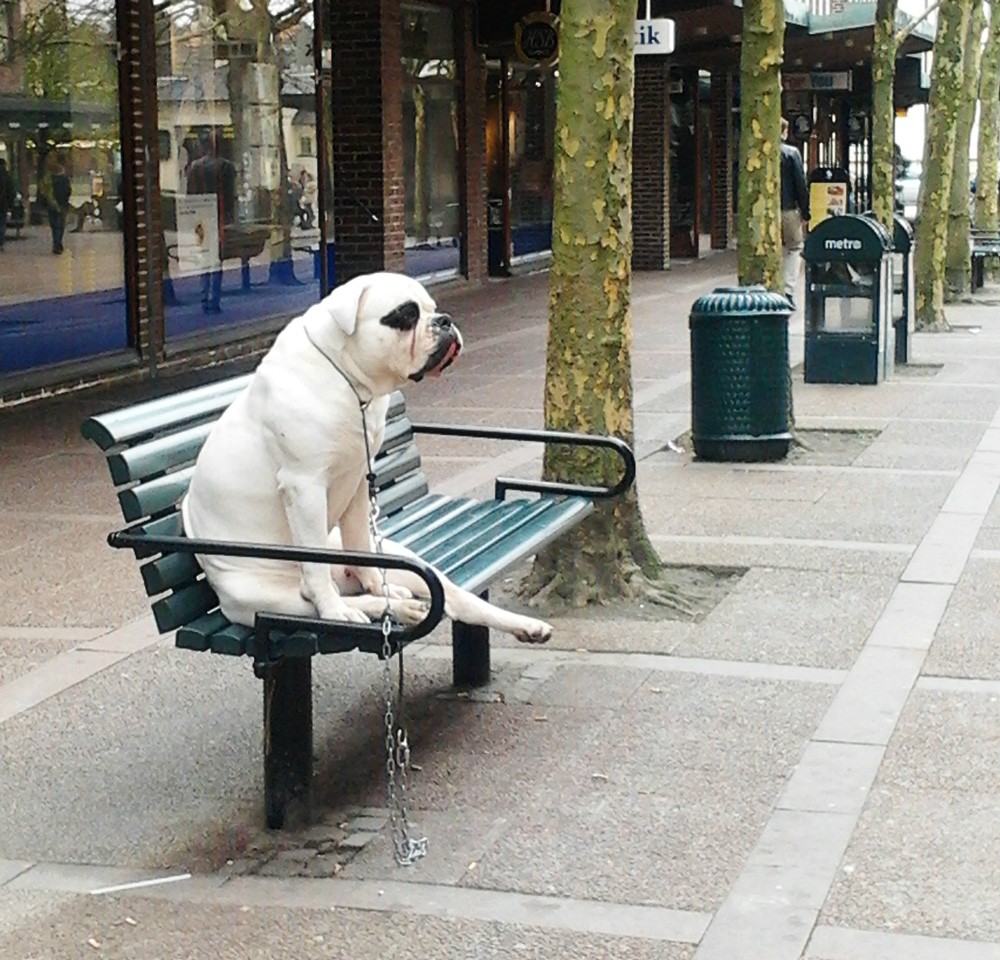 Bilderesultat for animals sitting like people