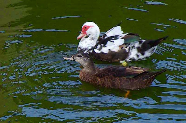 two differently colored ducks in water below a dam