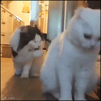 Amazing Cat GIF • 2 cats licking their right paw then raising their heads in purrfect sync. Funny Copy Cat