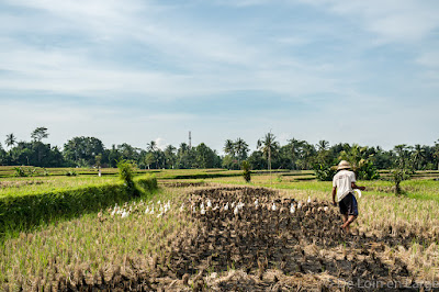 Rizières Ubud - Bali