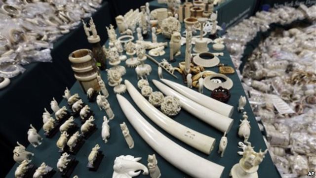 Pihak Berwenang AS akan Hancurkan Berton-ton Gading Ilegal | Basecamp