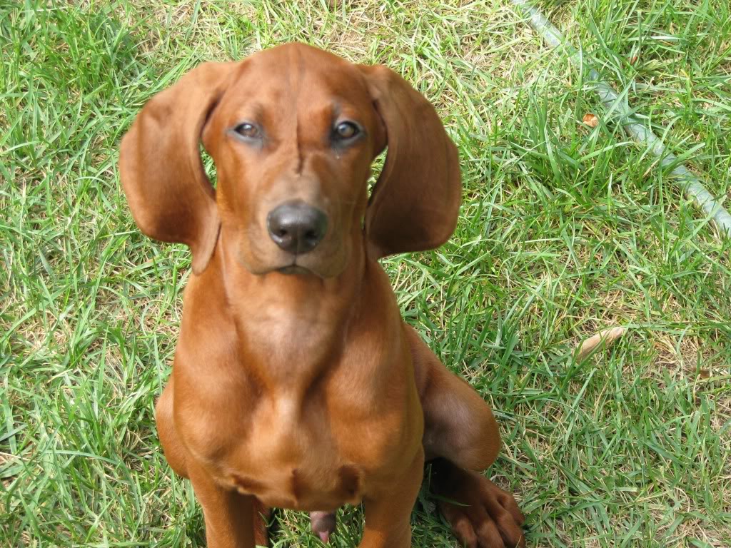 Everything about your Redbone Coonhound LUV My dogs