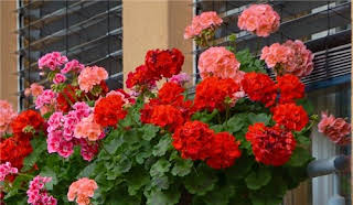 Geranium flowers