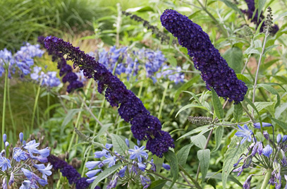 Buddleia Rien Ne L Arrete Paris Cote Jardin