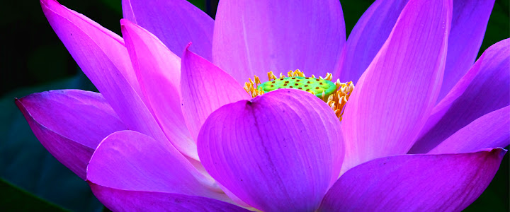 Paling Bagus 24 Foto  Bunga  Yang Indah  Di Dunia Gambar 