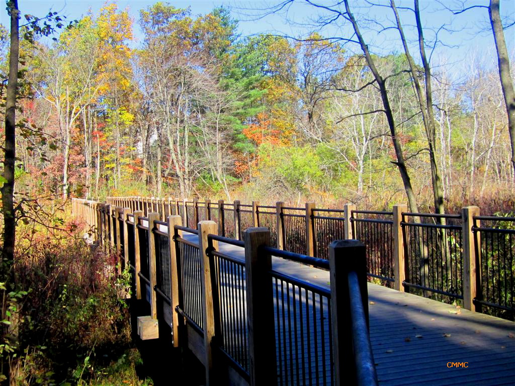 All about trees and plants Pickerel Lake and Townsend Parks