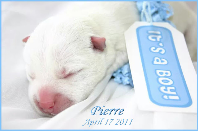Pierre's birth announcement