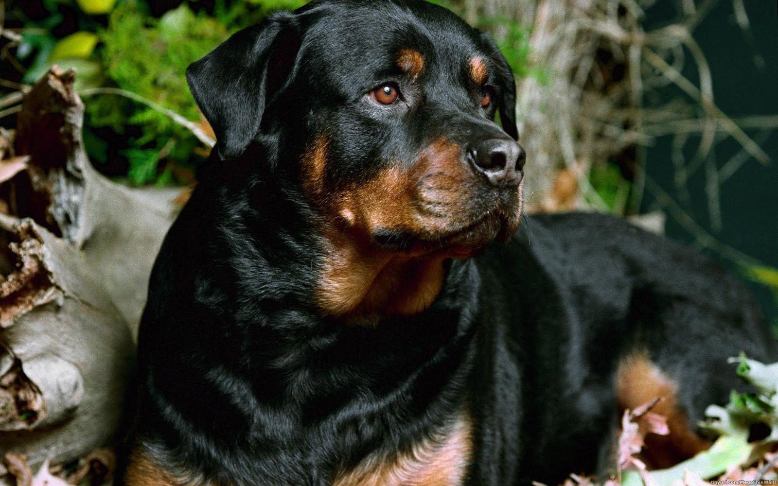 rottweiler köpek