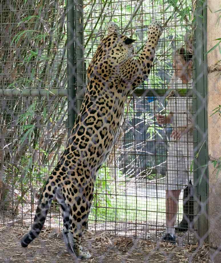 WildLife: Amur Leopard Most Dangerous Animal