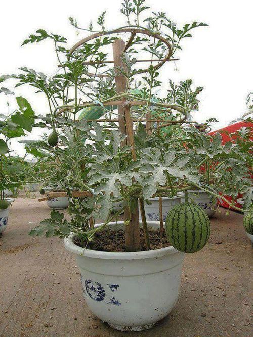 How to Grow Fruit Trees in Containers Boo Gardening