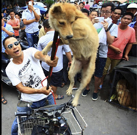 For the Yulin dog meat festival, some dogs are stolen from their owners and beaten or bled to death. Then they’re hung upside down from hooks, a slit cut from their anus and skin ripped off their bodies, and sold to be eaten