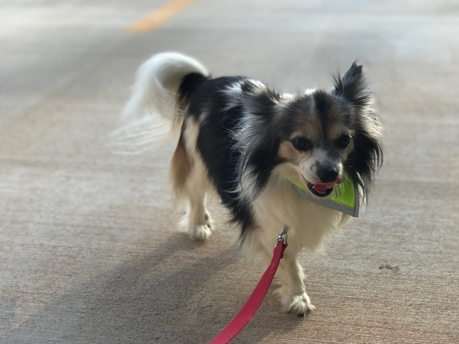 How to Keep Your Pup Safe When You're Out & About - A Paper Arrow