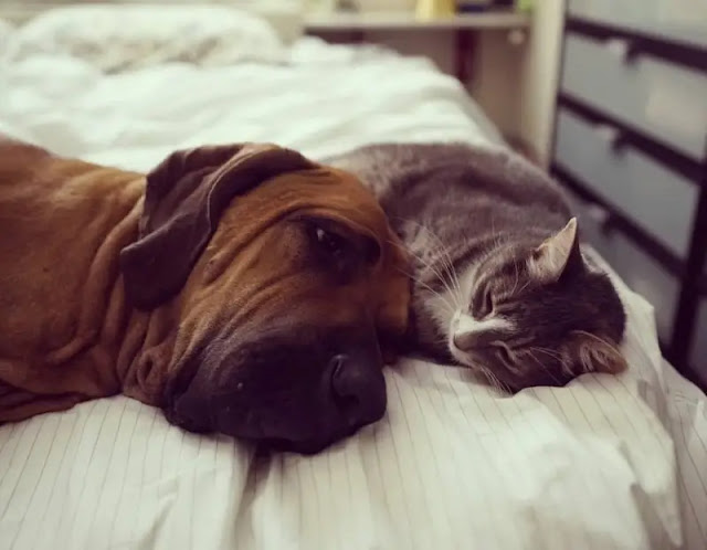 15 Pictures Of Dogs And Cats Being Best Friends That'll Make Your Eyes Leak