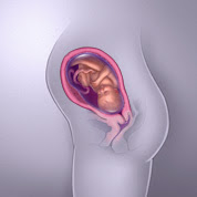 31 haftalık gebelik görüntüsü