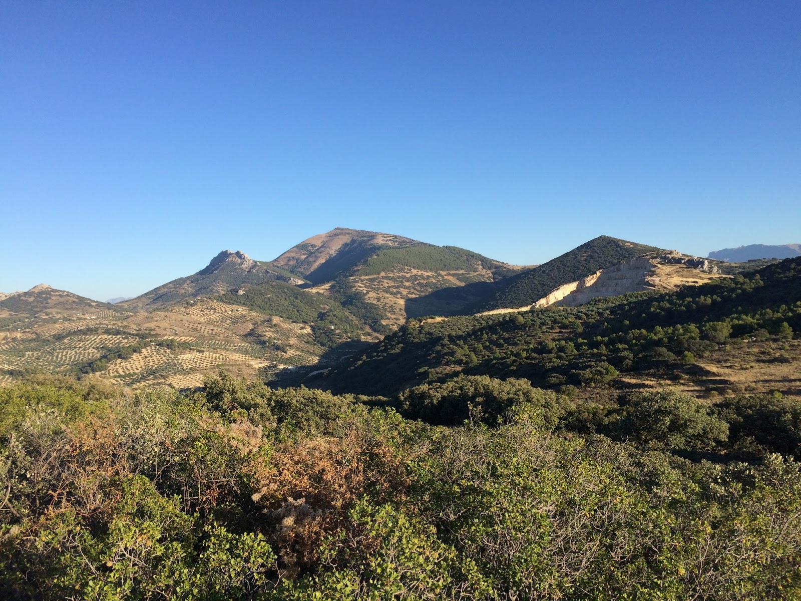 El mundoblog de Miguel Caballero Torredelcampo, el bosque encantado