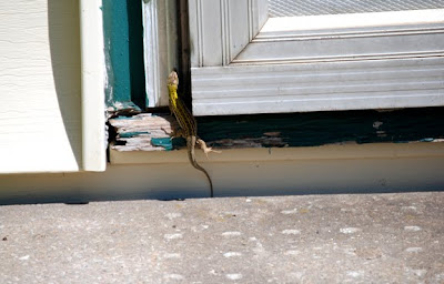 Italian Wall Lizards