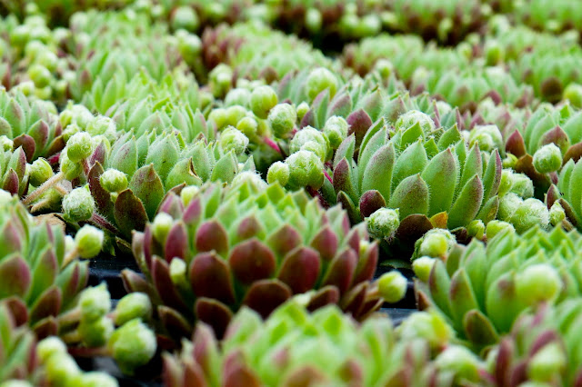 The Amateur Anthecologist New Growth