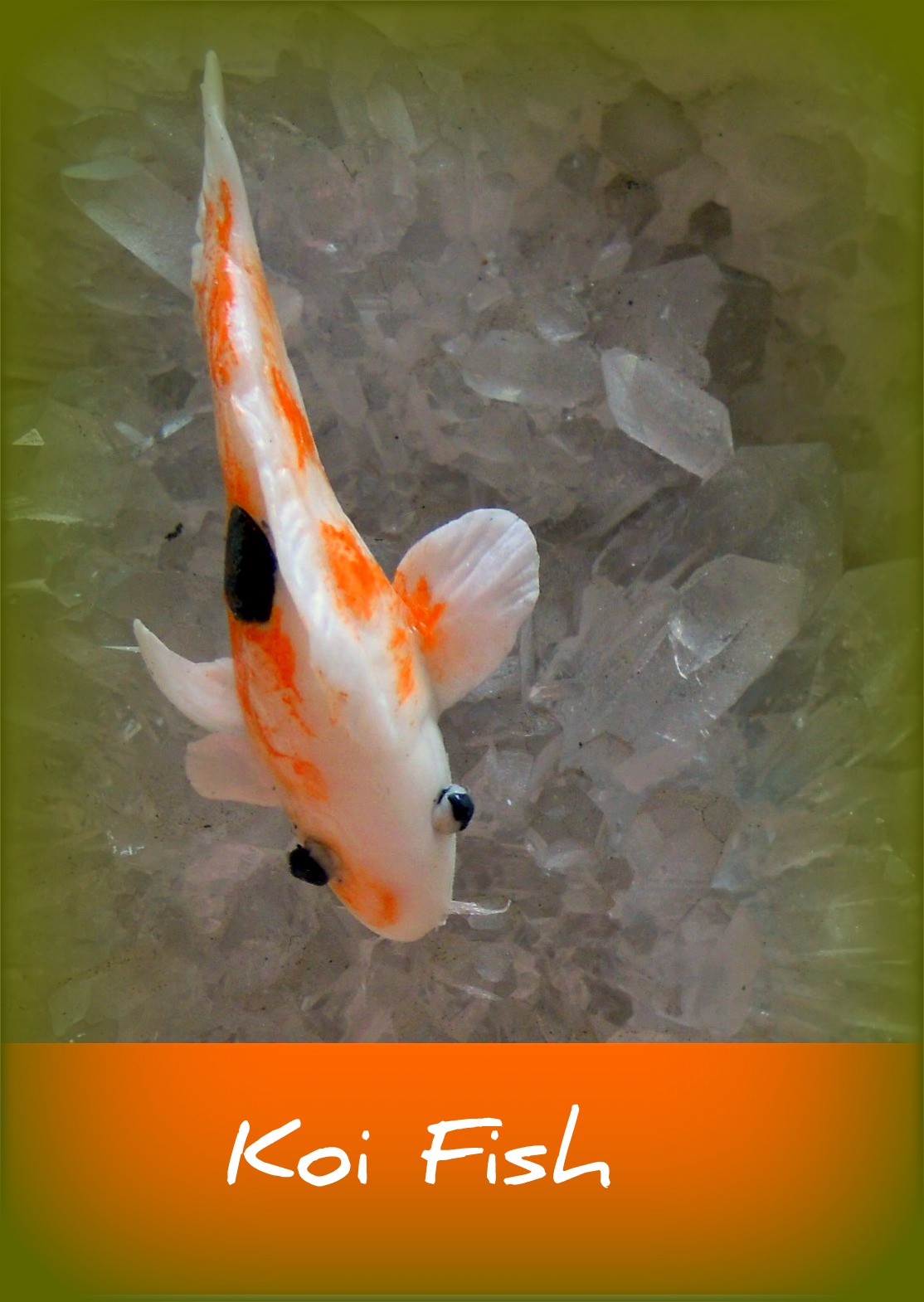 Video Koi Video Koi