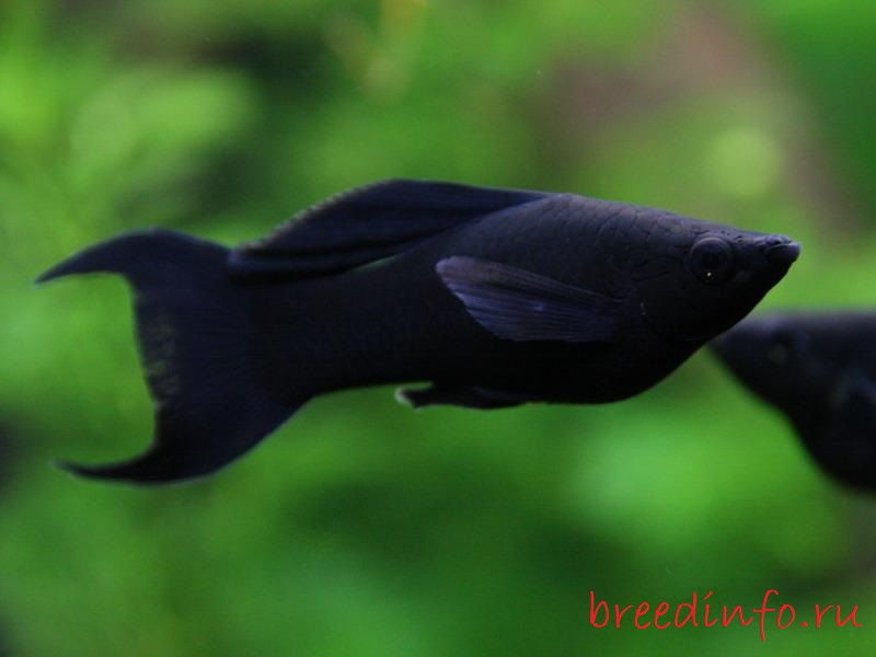 Gambar Profil Ikan Hias Black Molly Yang Musti Sahabat Ketahui Dan Cara Merawatnya 