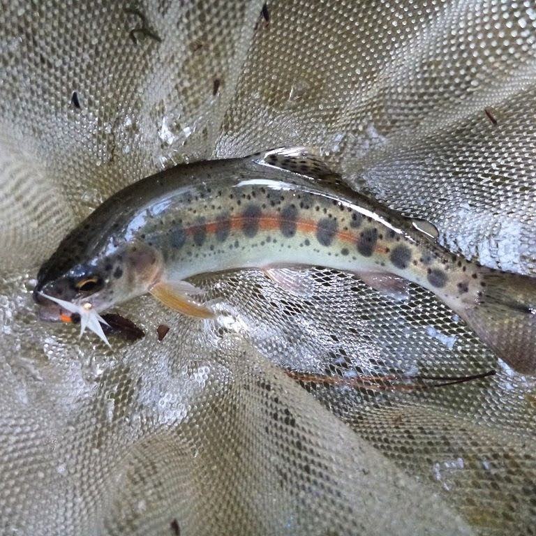 Trout Parr