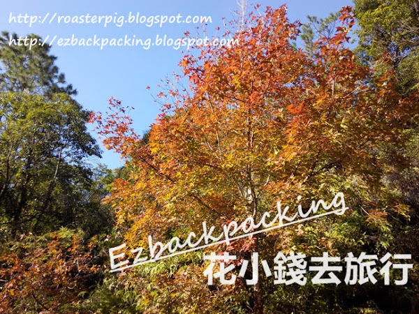 大棠紅葉2021-2022最新紅葉變色指數(1月14日)+地圖+遊記