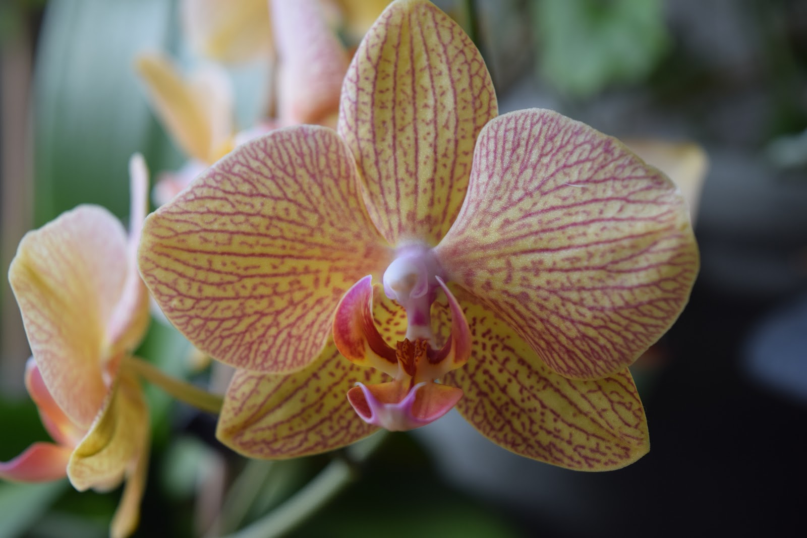 Natural Weekends Orchids The Soundings