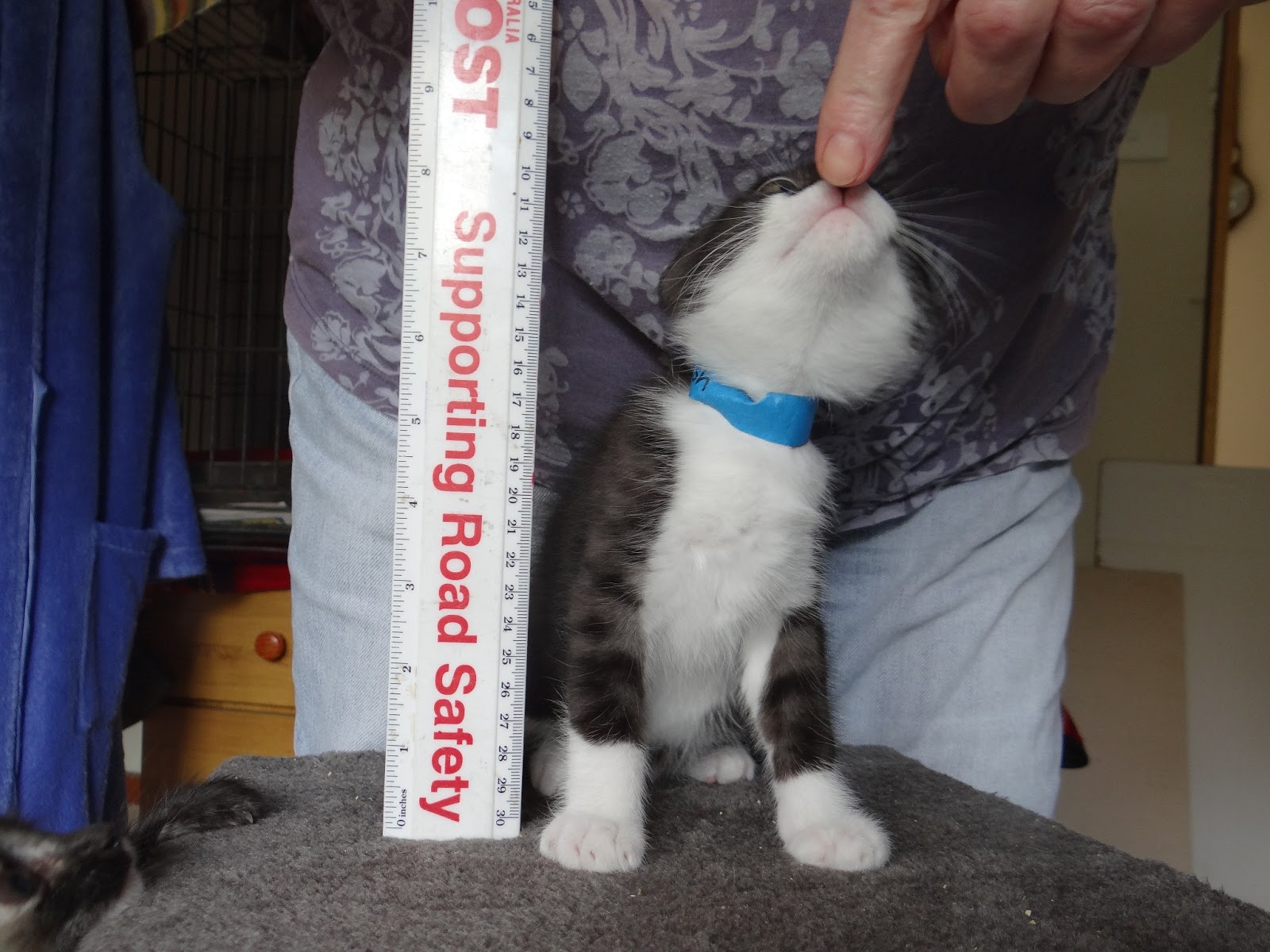 The Purr-Therapy Room: Kitten Dimensions
