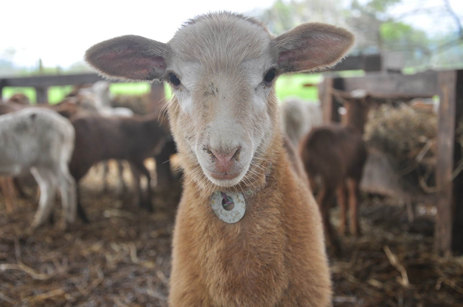 Banco de Imágenes Gratis 18 fotos de borregos, animales de la granja
