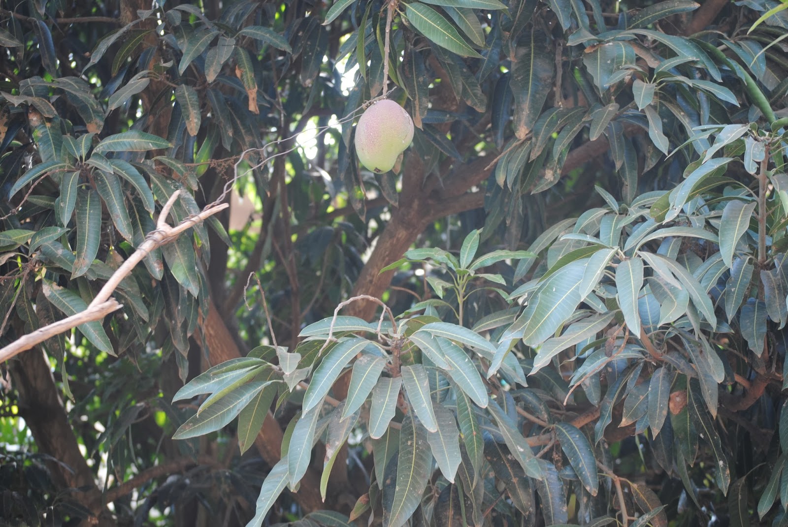 Hansens in Uganda How do we celebrate Christmas in Uganda?