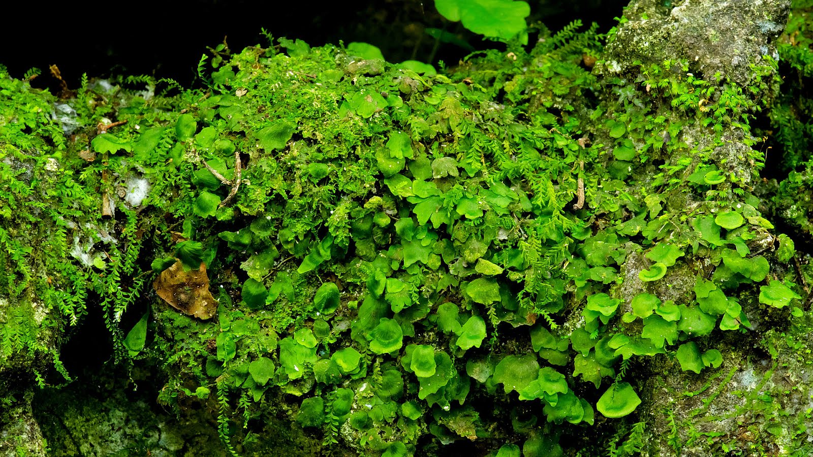 Endangered Plant Species List Danger Choices