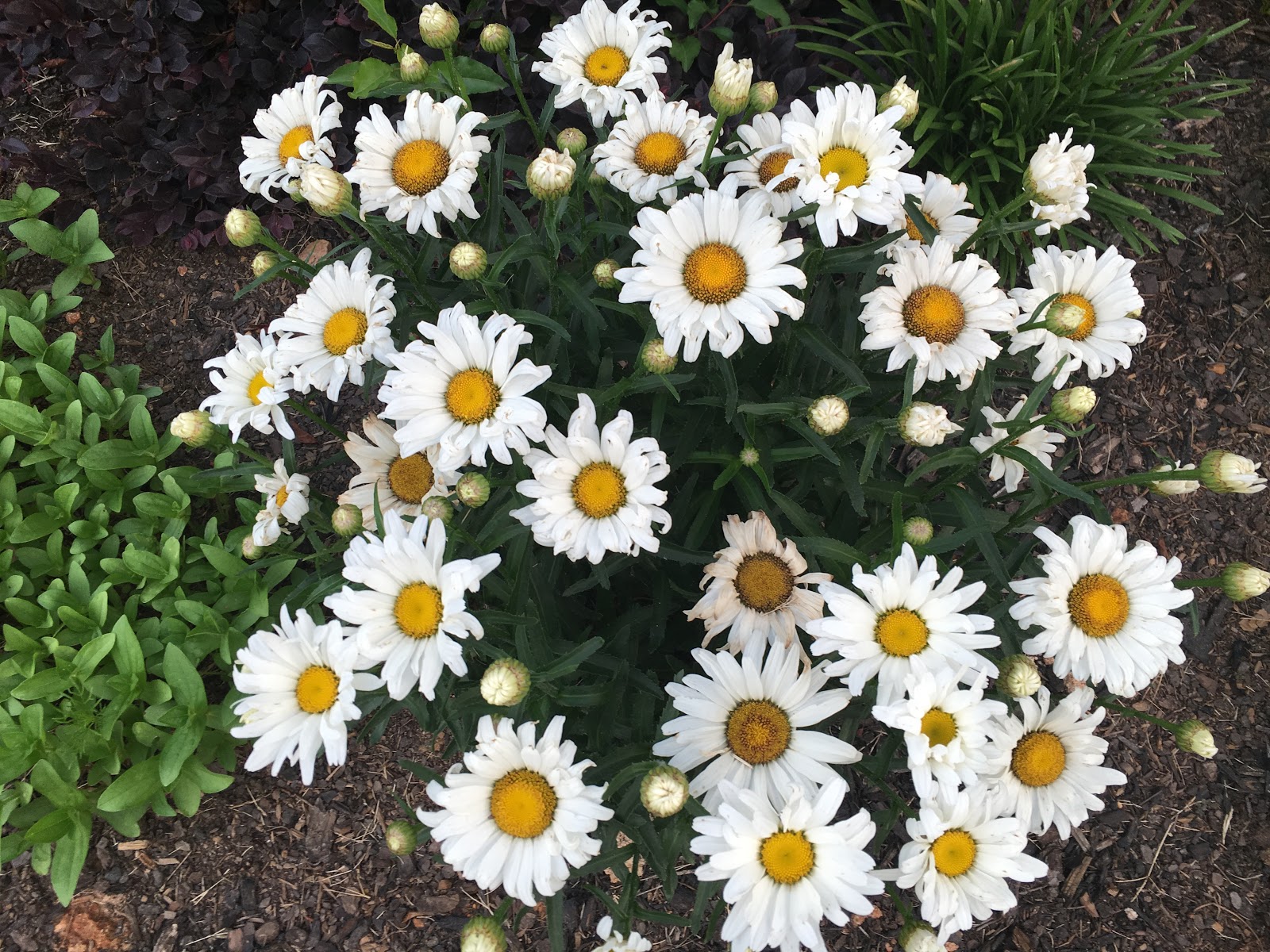 Flower public domain pictures for download and use commercially 1