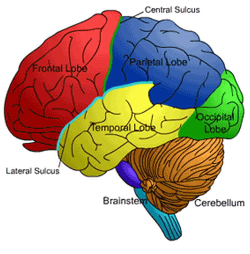 Brain zones. CT Brain Zones. Blocks and Zones of the Brain. Orbital Zones Brain.