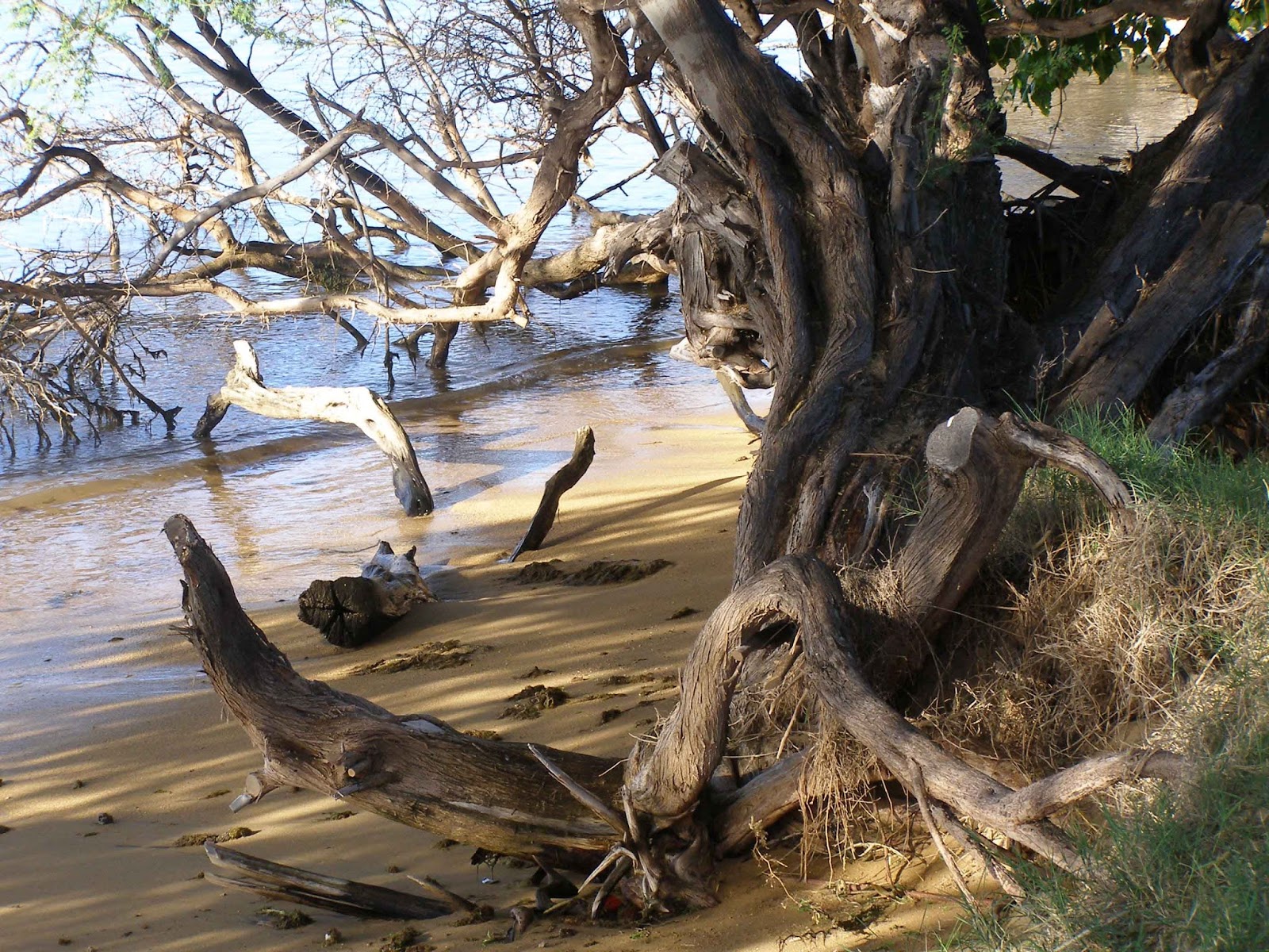Molokai Girl Mesquite Trees in Hawaii Kiawe